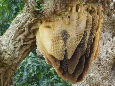 蜜蜂在家筑巢怎么办|蜜蜂在家里筑巢怎么办？/Bees build nests in home